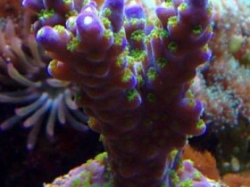 Acropora Tricolore