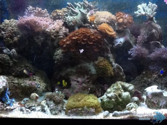 Mein erstes Aquarium 2