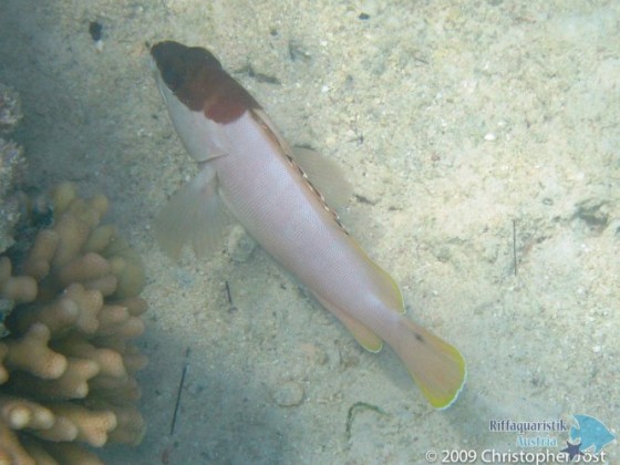 Epinephelus fasciatus