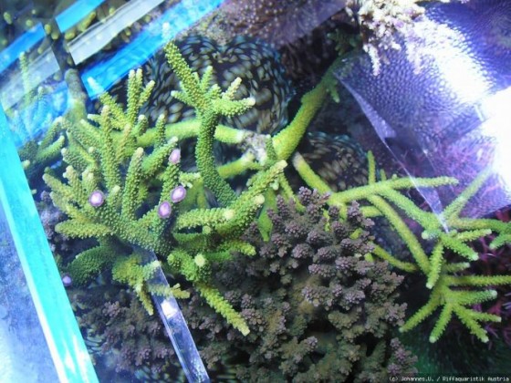 Korallen 8
