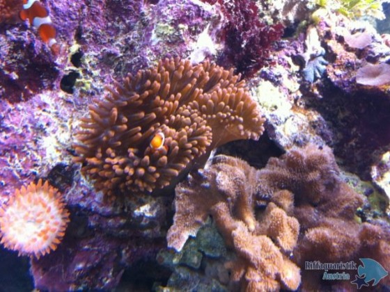 Kupferanemone.JPG