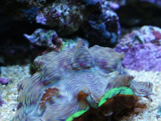 My Reef