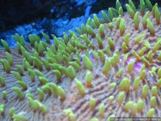 Fungia sp.