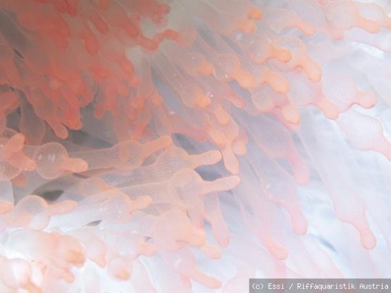 Anemone