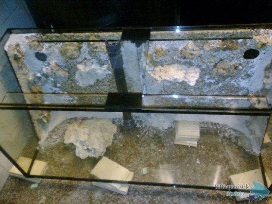 Aquarium Rückwand im neuen Becken Marke Eigenbau am 04.06.2012