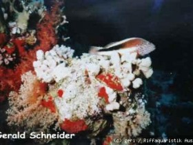 Korallenwächteri