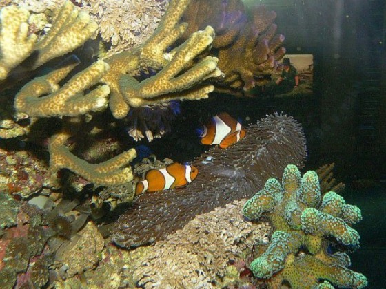 Polyphyllia als Couch