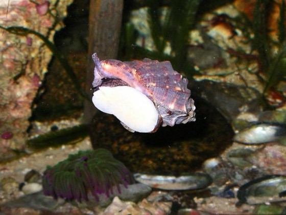 Maulbeerschnecke