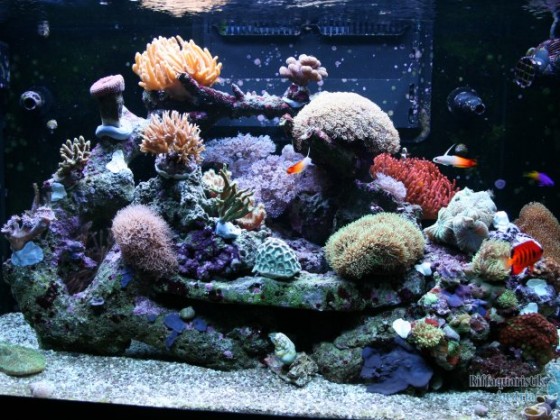 My Tank! Update Picture