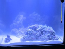 blenny