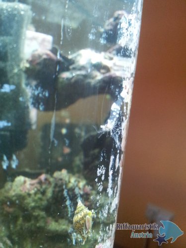 Neli die Periclimenes
