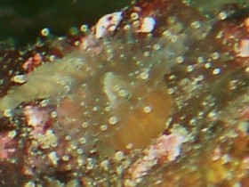 Juwelenanemone Corynactis sp.