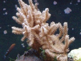 Pseudopterogorgia?
