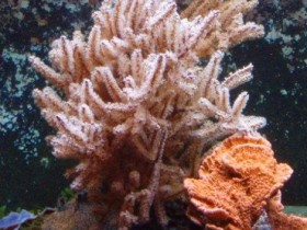 Gorgonie