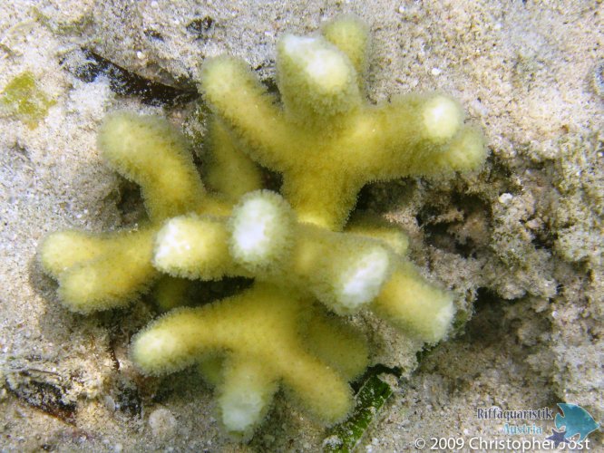 Stylophora pistillata