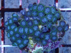 Zoa_blue.jpg