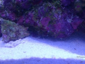 DSC_0406.JPG