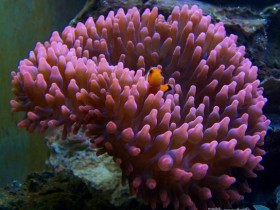 Blasenanemone.jpg