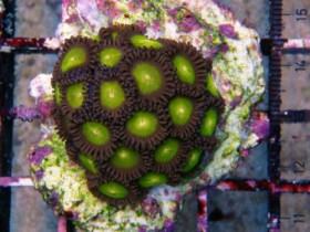 zoa14.jpg