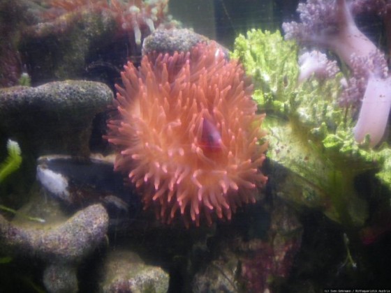 Entacmaea rot