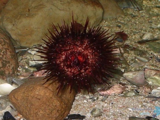 Steinseeigel Paracentrotus lividus