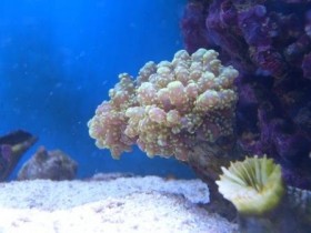 euphyllia yaeyamaensis