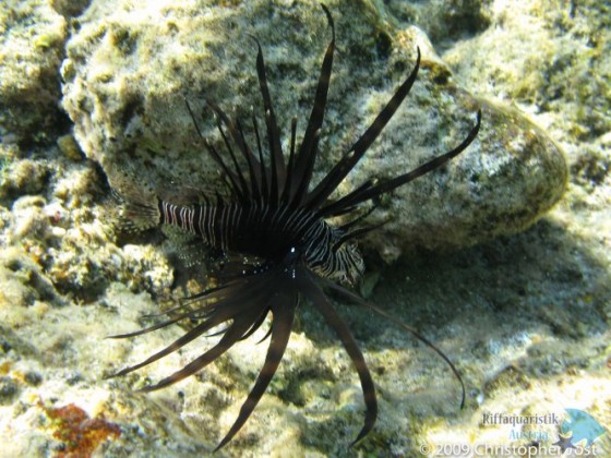 Pterois miles