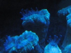Caulastrea abends