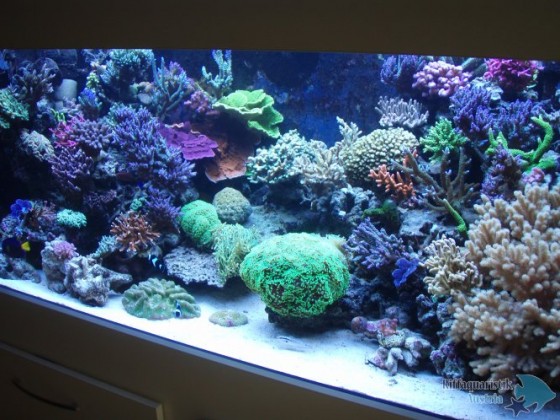aquarium mai 008.JPG