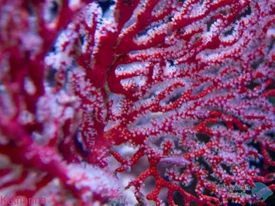 Knotenriesenfächer_Melithea flabellifera.jpg