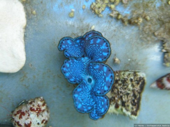 Tridacna 2