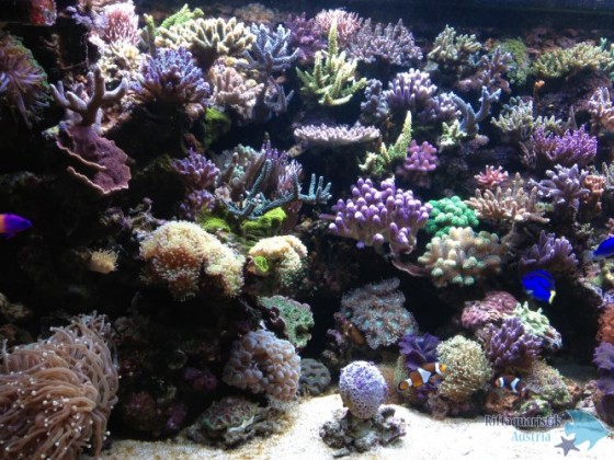 Foto 3(1).JPG