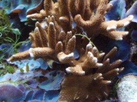 Montipora digitata nach 4 Monaten