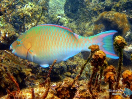 Koh Tao 2010