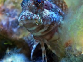 Salarias fasciatus - Juwelen-Felshüpfer