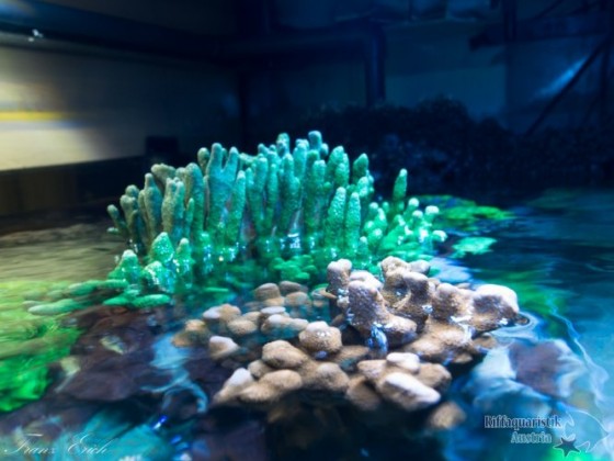 Aquarium-201502281912442280020.jpg