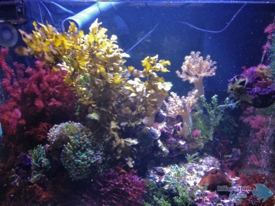 Refugium 23.04.2013