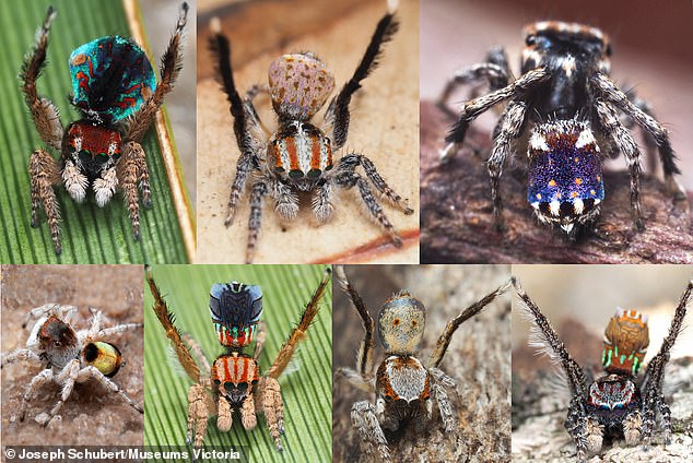 The spider, which has similar patterns to 'Starry Night,' is Maratus constellatus (top right) and was discovered in Western Australia, along with four other colorful species — Maratus azureus (second on the bottom), Maratus inaquosus (third on the bottom), Maratus volpei (bottom left) Maratus laurenae, Maratus noggerup (top left) and Maratus suae (middle at the top)