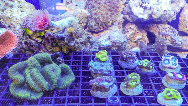 Korallenriff-center-korallen-Juni-201903.jpg
