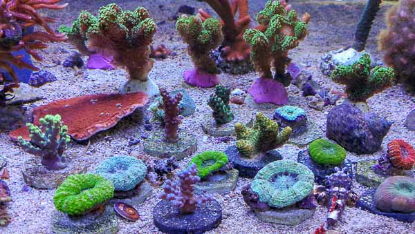 Korallenriff-center-korallen-Juni-201901.jpg